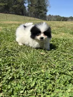 Ckc parti 2 from Wolfie , a male Pomeranian for sale in Trion, GA – Photo 3 of 4