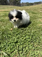 Ckc parti 2 from Wolfie , a male Pomeranian for sale in Trion, GA – Photo 2 of 4