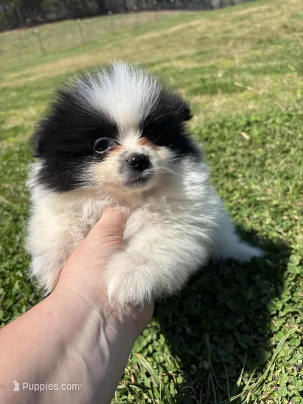 Ckc parti 2 from Wolfie  – Pomeranian puppy for sale in Trion, GA