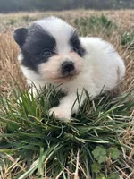 Ckc parti 2 from Wolfie , a male Pomeranian for sale in Trion, GA – Photo 4 of 4