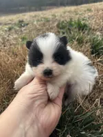 Ckc parti 2 from Wolfie , a male Pomeranian for sale in Trion, GA – Photo 2 of 4