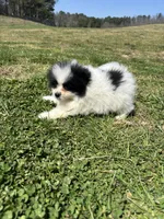 Ckc parti 2 from Wolfie , a male Pomeranian for sale in Trion, GA – Photo 4 of 4