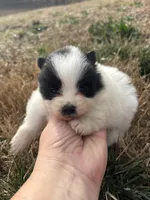 Ckc parti 2 from Wolfie , a male Pomeranian for sale in Trion, GA – Photo 1 of 4