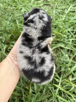 Ckc blue Merle girl , a female Pomeranian for sale in Trion, GA – 2 of 6