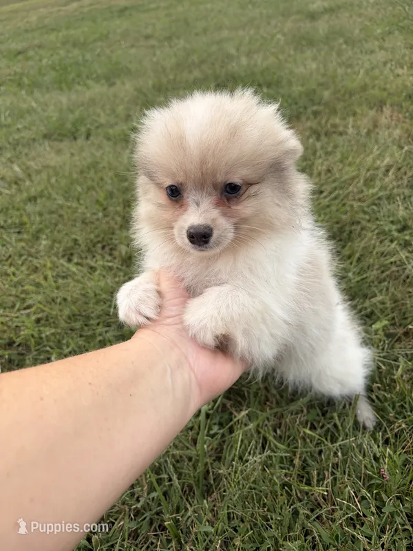 Ckc Merle  – Pomeranian puppy for sale in Trion, GA