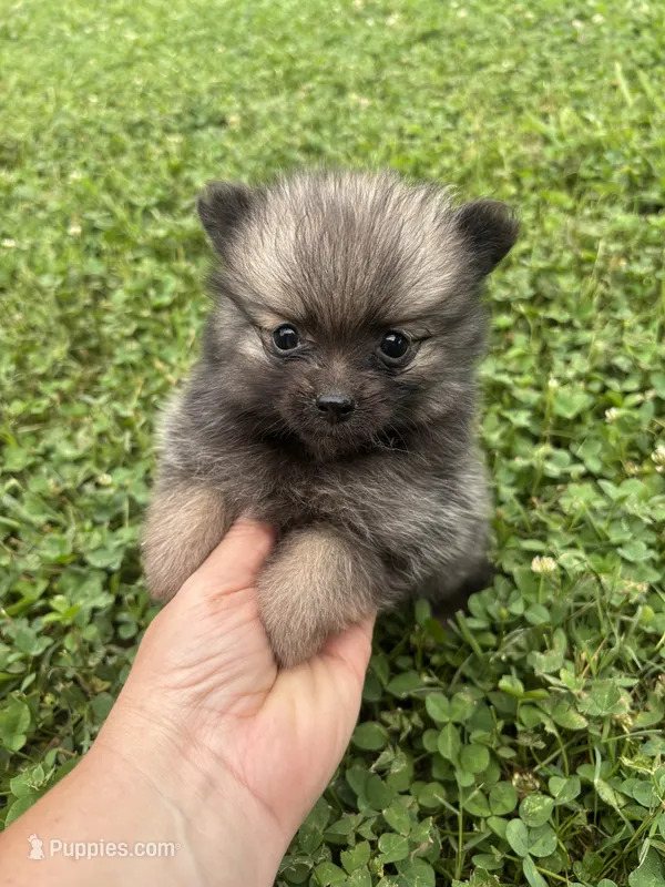 Akc dark orange sable girl  – Pomeranian puppy for sale in Trion, GA