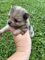 Akc small sable Merle from pepper, a female Pomeranian for sale in Trion, GA – 4 of 5