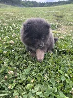 Akc blue , a female Pomeranian for sale in Trion, GA – 4 of 5