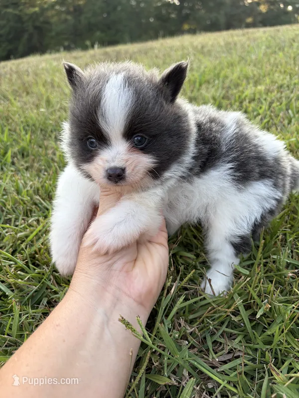 Ckc blue Parti  – Pomeranian puppy for sale in Trion, GA