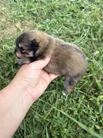 AKC orange sable girl , a female Pomeranian for sale in Trion, GA – 2 of 6
