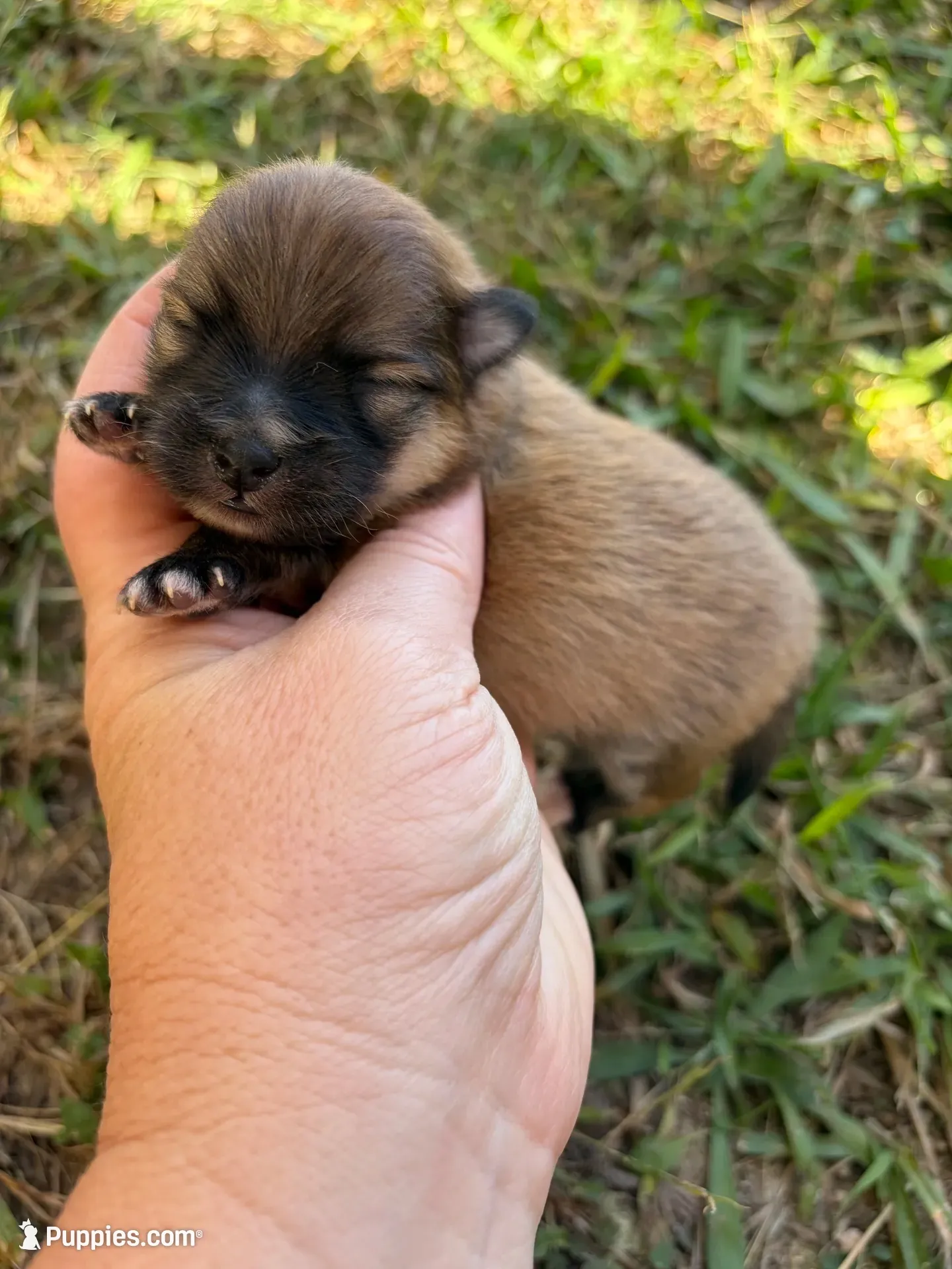 AKC orange sable boy , a male Pomeranian for sale in Trion, GA – 1 of 5