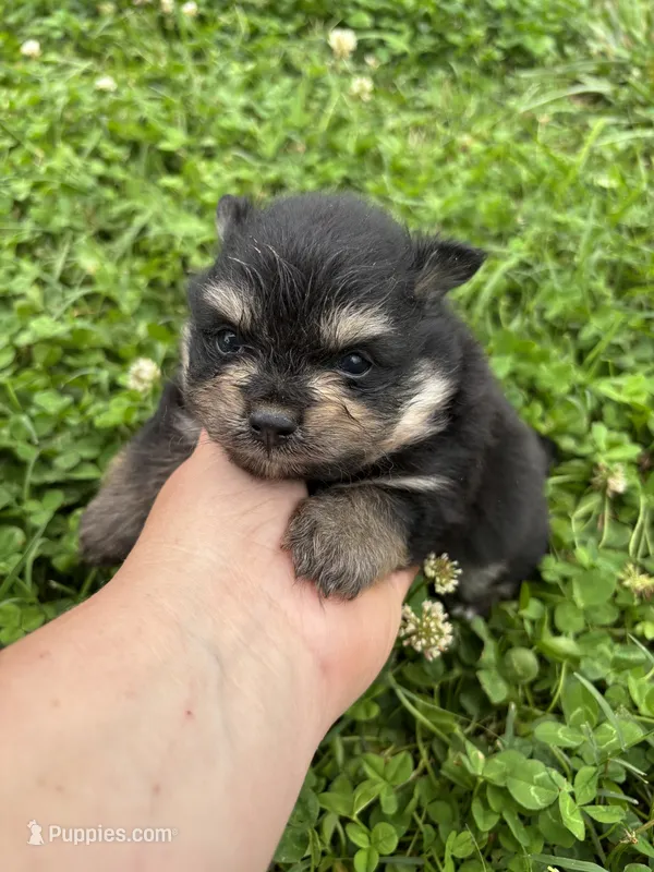 Akc black and tan  – Pomeranian puppy for sale in Trion, GA
