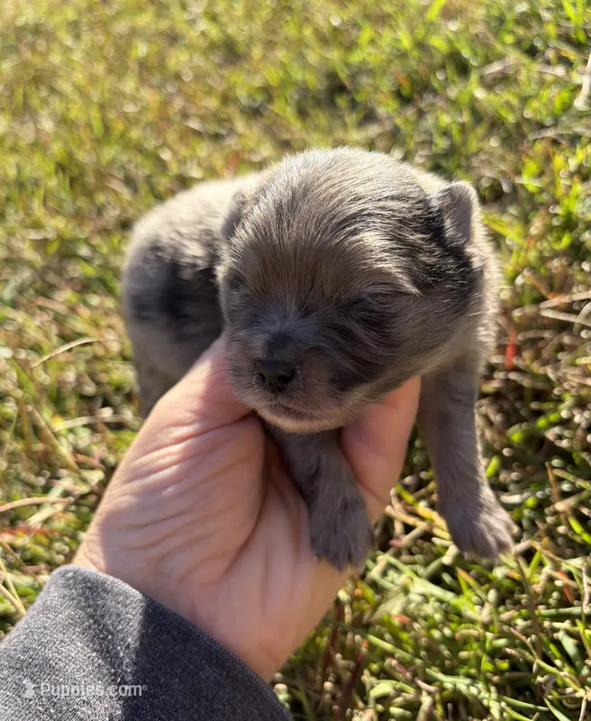 Ckc Merle boy  – Pomeranian puppy for sale in Trion, GA