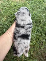 AKC black Merle with tan , a female Pomeranian for sale in Trion, GA – 3 of 6