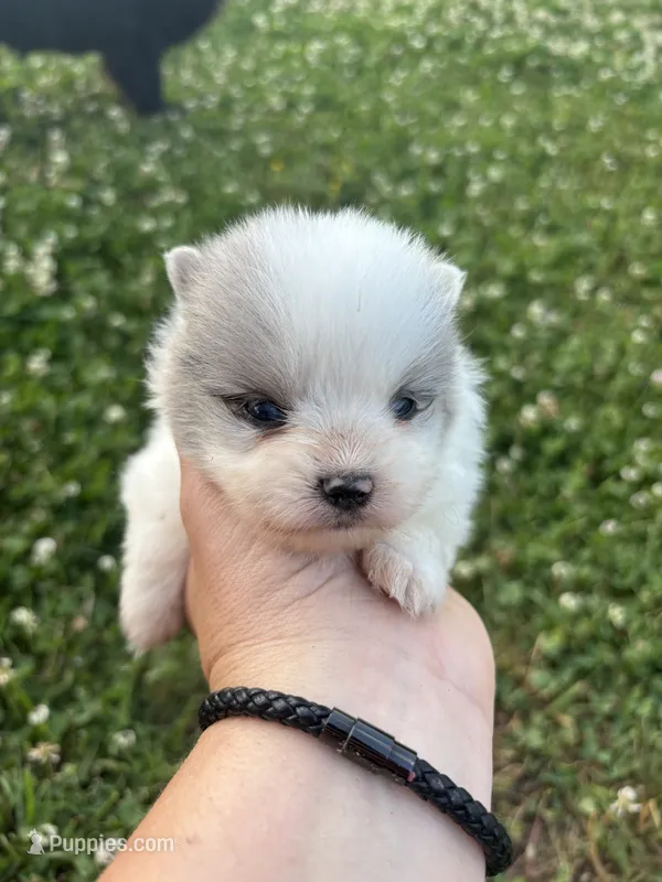 Ckc blue Merle 2  – Pomeranian puppy for sale in Trion, GA