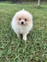Akc cream , a female Pomeranian for sale in Trion, GA – 2 of 4