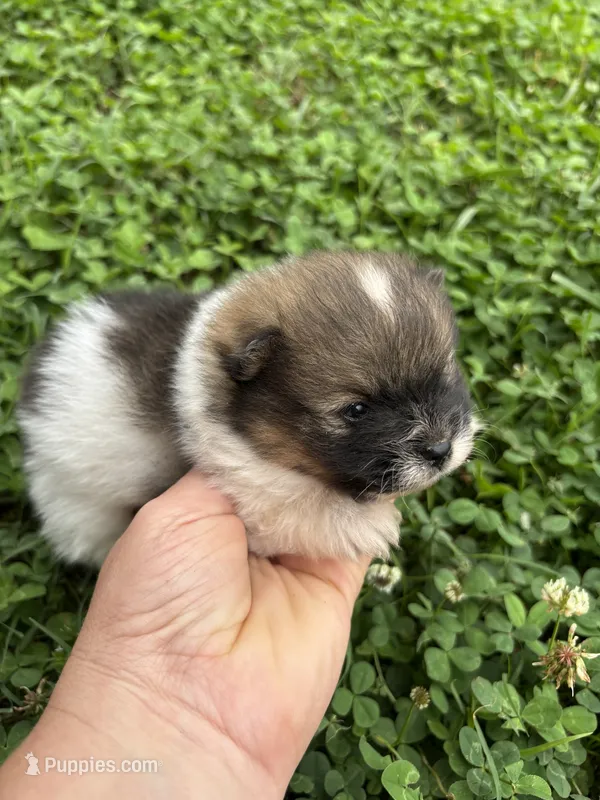 Ckc Orange parti boy  – Pomeranian puppy for sale in Trion, GA