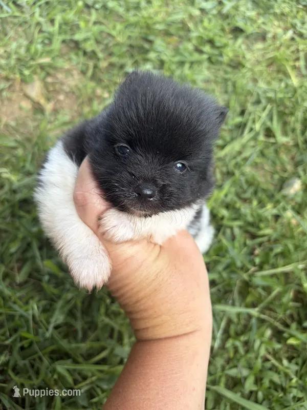 Ckc small Parti boy from Raven  – Pomeranian puppy for sale in Trion, GA