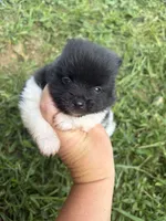 Ckc small Parti boy from Raven , a male Pomeranian for sale in Trion, GA – 1 of 4