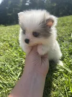 Ckc blue eyed Merle, a male Pomeranian for sale in Trion, GA – 4 of 4