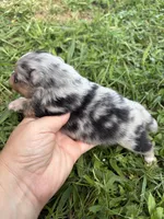 AKC black Merle with tan , a female Pomeranian for sale in Trion, GA – 2 of 6