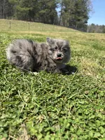 Ckc blue Merle , a female Pomeranian for sale in Trion, GA – Photo 3 of 4