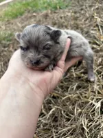 Ckc blue Merle , a female Pomeranian for sale in Trion, GA – Photo 2 of 4