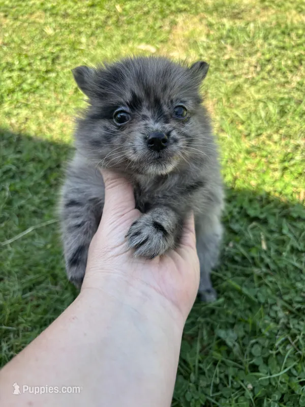 Ckc blue Merle  – Pomeranian puppy for sale in Trion, GA