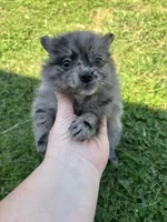 Ckc blue Merle , a female Pomeranian for sale in Trion, GA – Photo 1 of 4