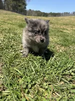 Ckc blue Merle , a female Pomeranian for sale in Trion, GA – Photo 2 of 4