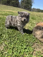 Ckc blue Merle , a female Pomeranian for sale in Trion, GA – Photo 4 of 4