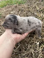 Ckc blue Merle , a female Pomeranian for sale in Trion, GA – Photo 3 of 4