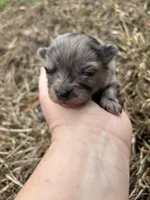 Ckc blue Merle , a female Pomeranian for sale in Trion, GA – Photo 1 of 4