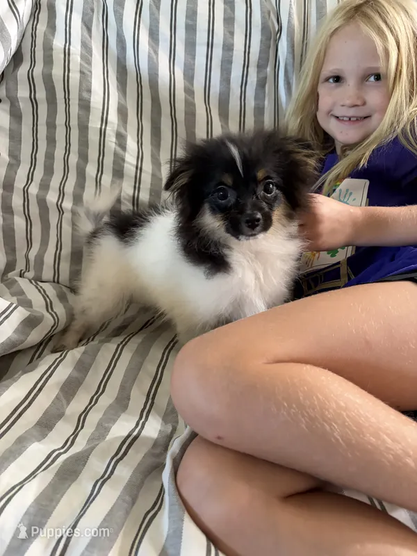Akc tri parti  – Pomeranian puppy for sale in Trion, GA