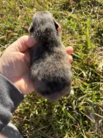 Ckc blue Merle , a female Pomeranian for sale in Trion, GA – 4 of 4