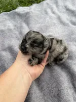 Tiny Ckc blue Merle girl , a female Pomeranian for sale in Trion, GA – 4 of 6