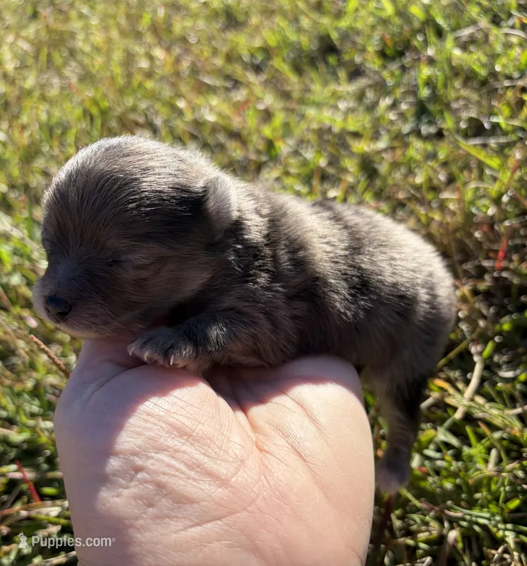 Ckc blue Merle  – Pomeranian puppy for sale in Trion, GA
