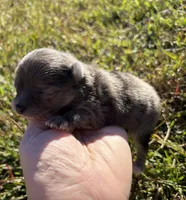 Ckc blue Merle , a female Pomeranian for sale in Trion, GA – 1 of 4