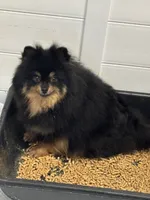 AKC orange sable girl , a female Pomeranian for sale in Trion, GA – 6 of 6