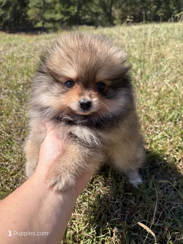 AKC orange sable girl limited AKC  – Pomeranian puppy for sale in Trion, GA