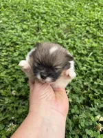 Ckc Orange parti boy , a male Pomeranian for sale in Trion, GA – 3 of 4