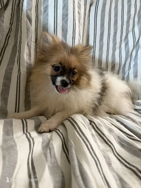 Ckc Orange sable parti freckles – Pomeranian puppy for sale in Trion, GA