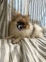 Ckc Orange sable parti freckles, a female Pomeranian for sale in Trion, GA – 1 of 4