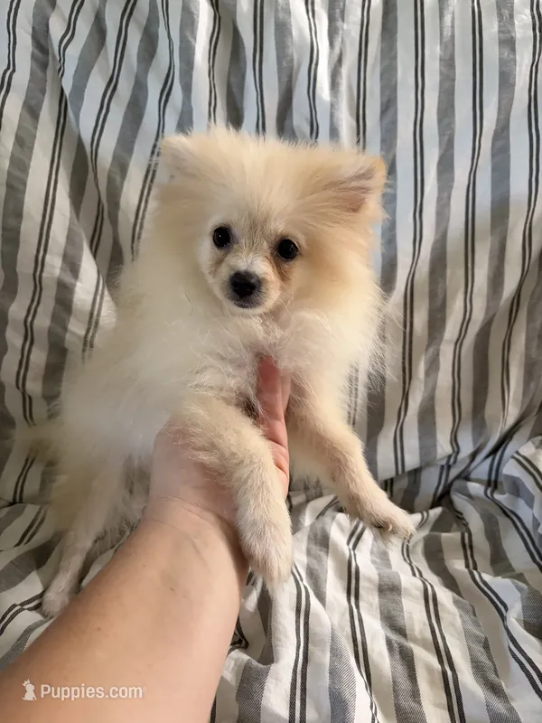 Akc cream  – Pomeranian puppy for sale in Trion, GA