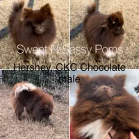Ckc blue Merle girl , a female Pomeranian for sale in Trion, GA – 6 of 6