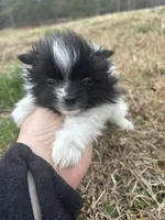 Ckc parti, a female Pomeranian for sale in Trion, GA – Photo 1 of 4