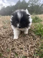 Ckc parti, a female Pomeranian for sale in Trion, GA – Photo 2 of 4