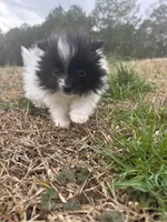 Ckc parti, a female Pomeranian for sale in Trion, GA – Photo 3 of 4