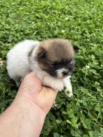 Ckc Orange sable parti freckles, a male Pomeranian for sale in Trion, GA – 4 of 4