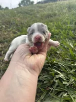 Akc blue Merle parti , a female Pomeranian for sale in Trion, GA – Photo 2 of 4